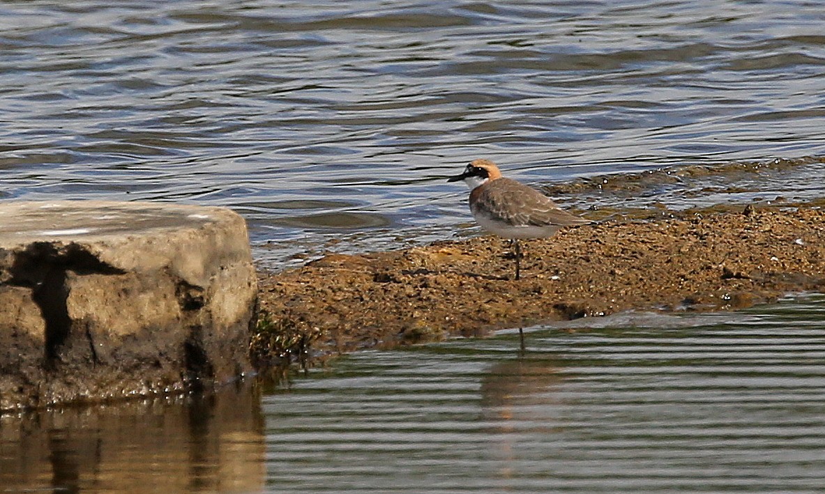 Greater Sand-Plover - Steve James