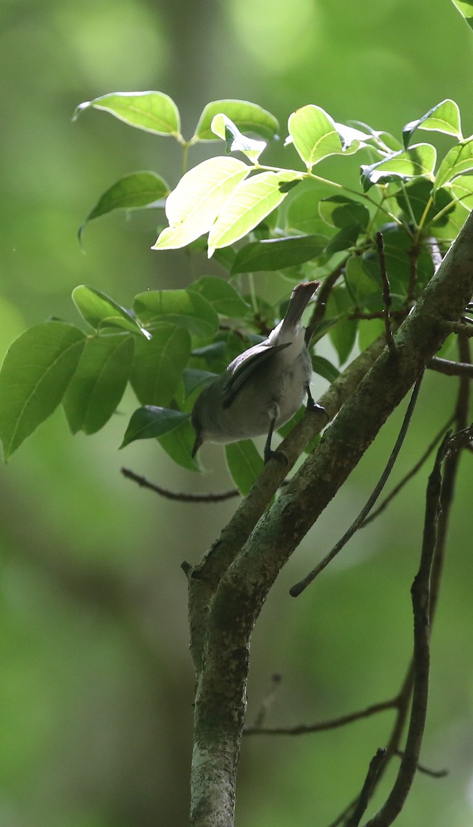 Zostérops gris - ML250858721