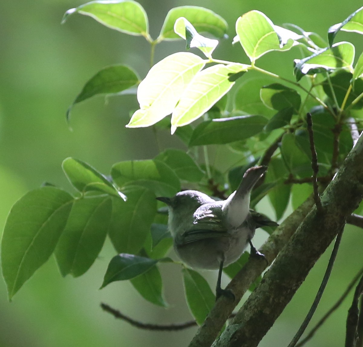 Mauritius Gray White-eye - ML250858741