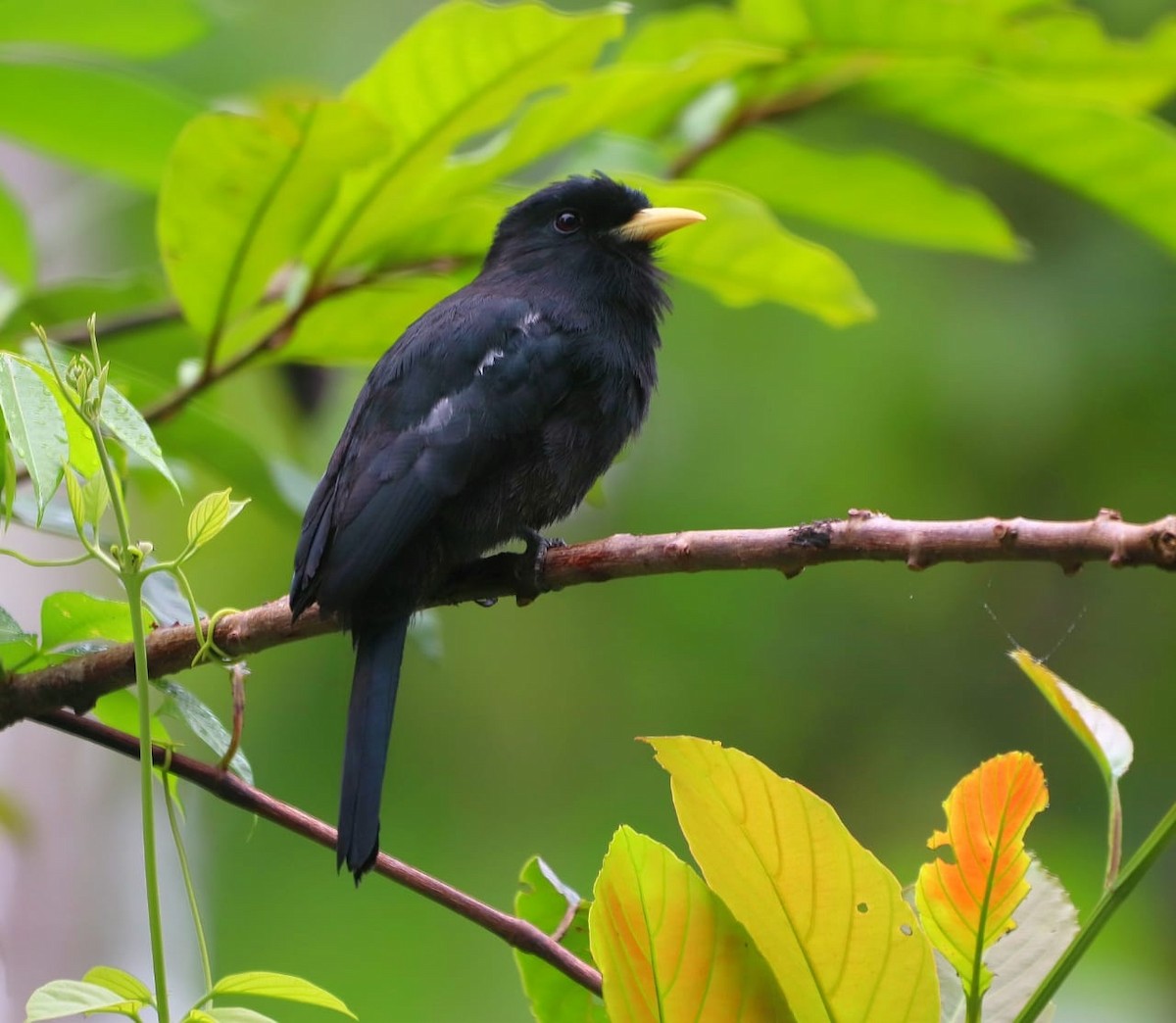 Yellow-billed Nunbird - Billy Roller