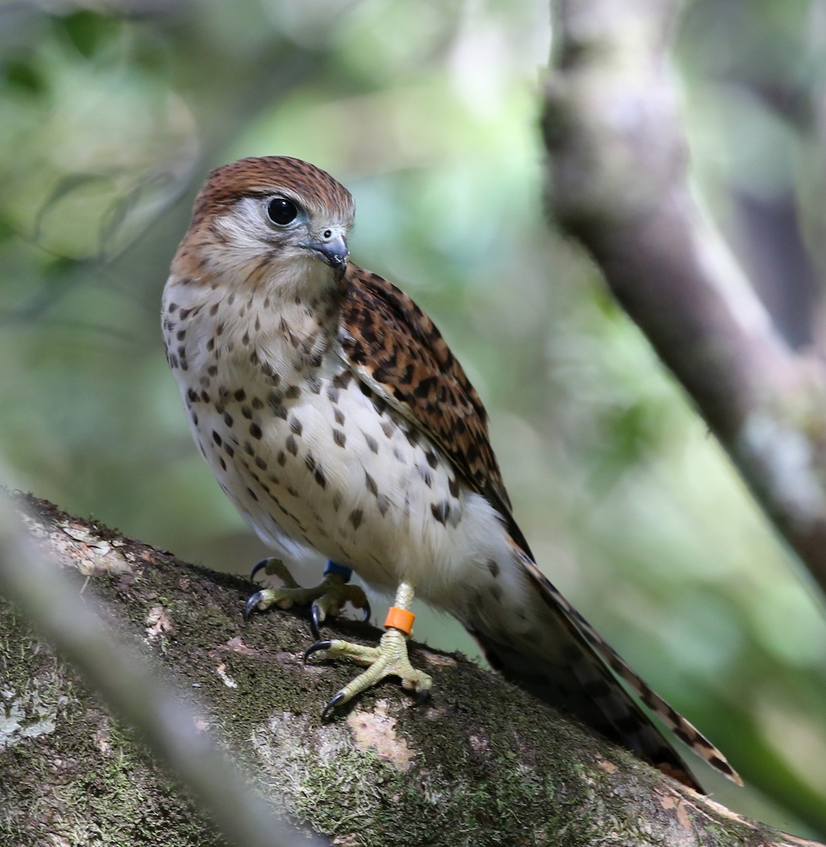 Mauritius Kestrel - Steve James