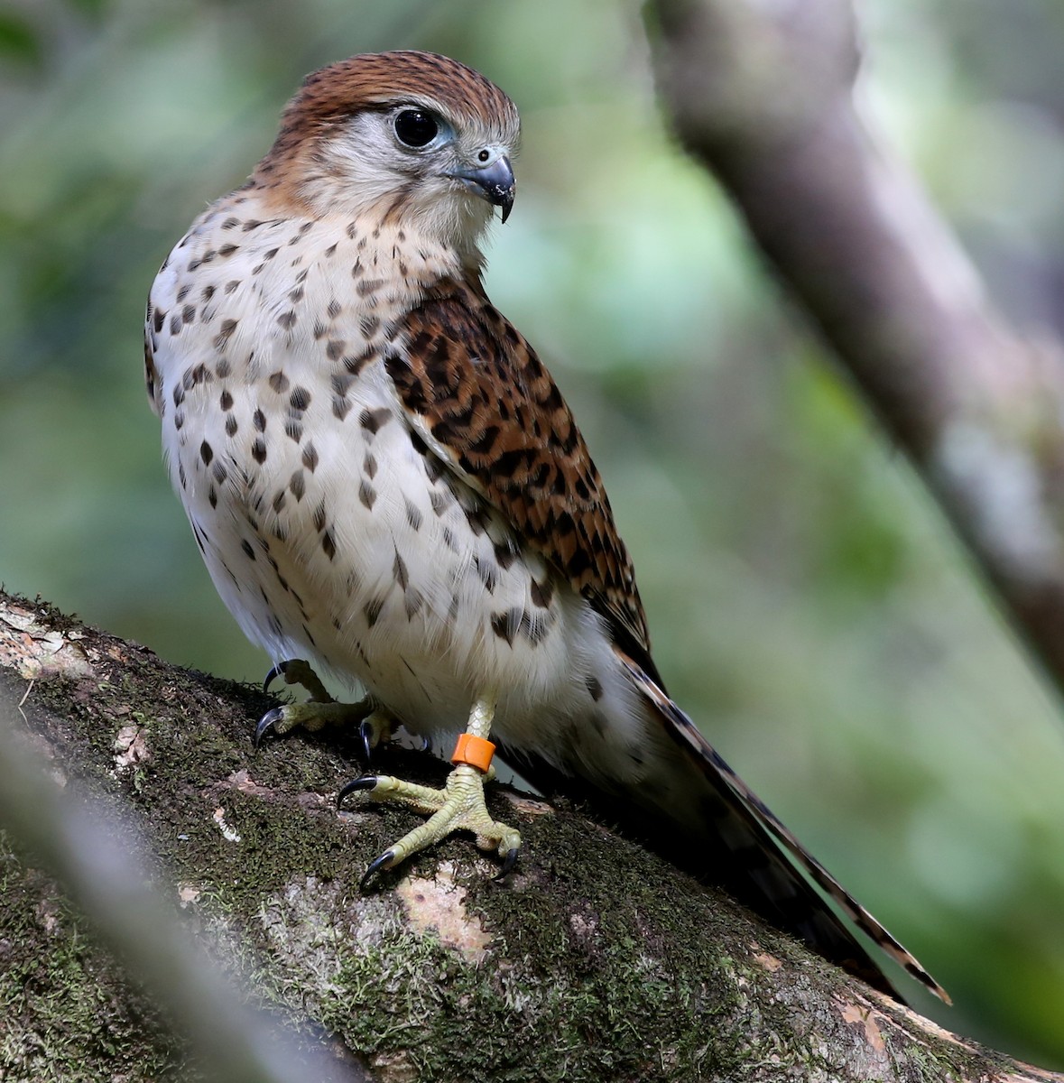 Mauritius Kestrel - Steve James