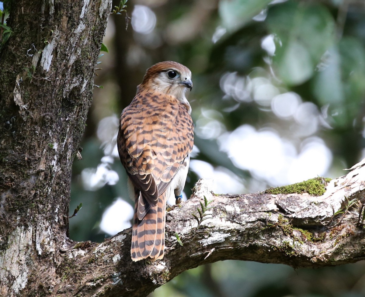 Mauritius Kestrel - Steve James