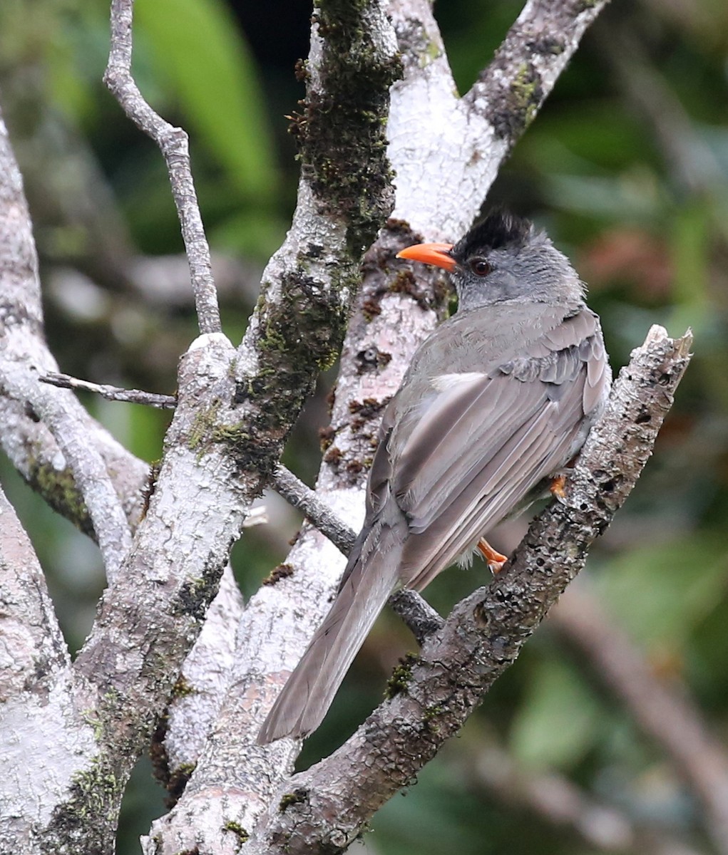 Mauritius Bulbul - Steve James