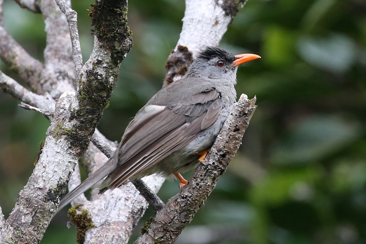 Mauritius Bulbul - Steve James