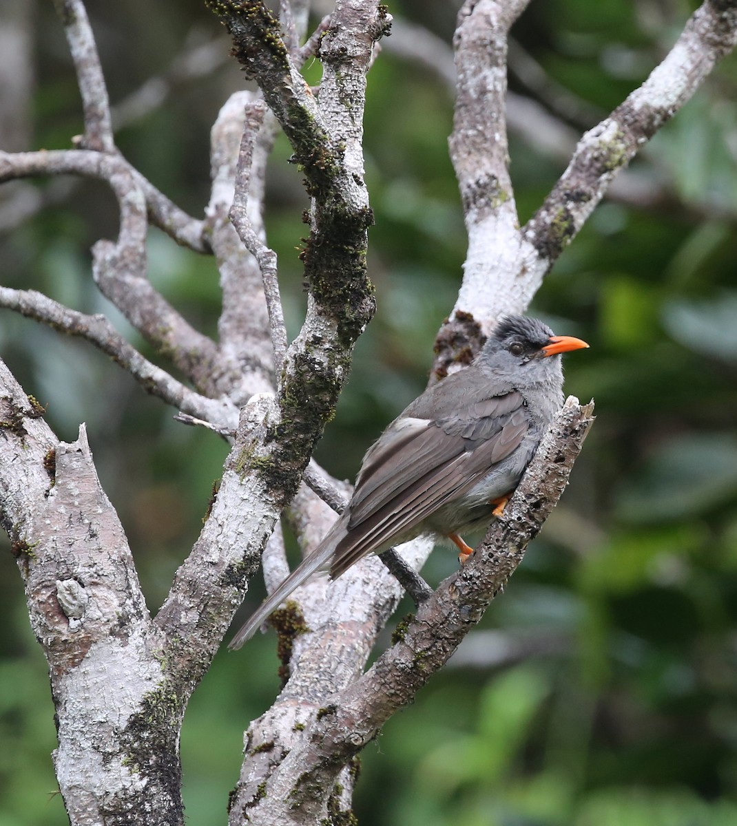 Mauritius Bulbul - Steve James