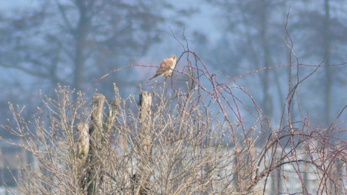 Eurasian Kestrel - ML25086181