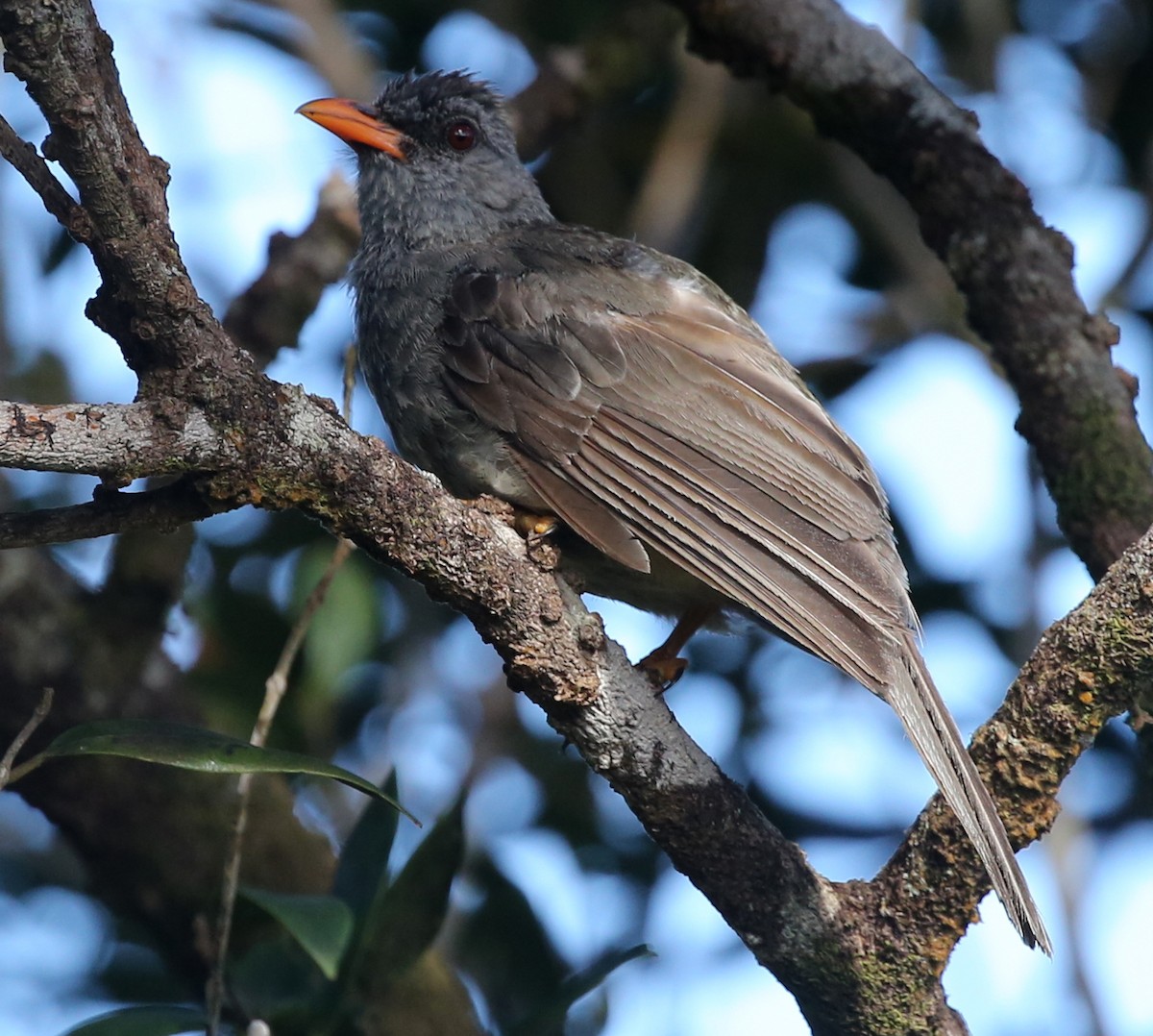 Mauritius-Rotschnabelbülbül - ML250861871