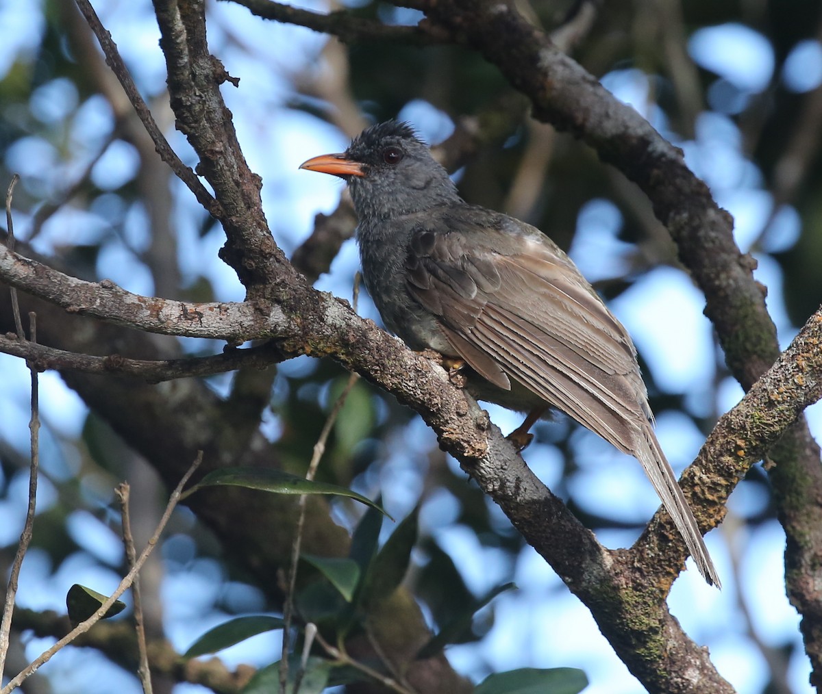 Mauritius Bulbul - Steve James