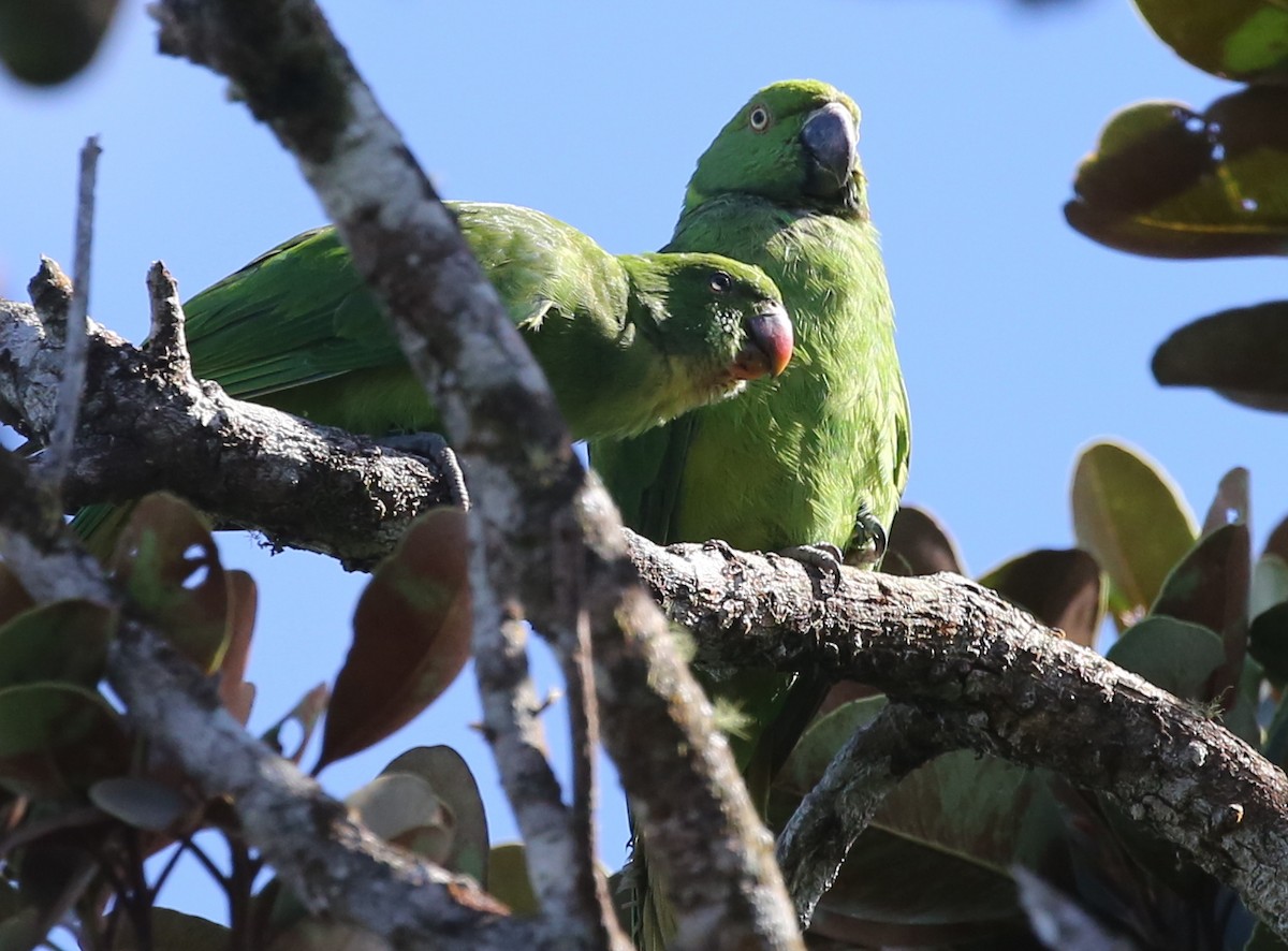 Echo Parakeet - Steve James