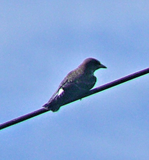 White-breasted Woodswallow - Doug Wassmer