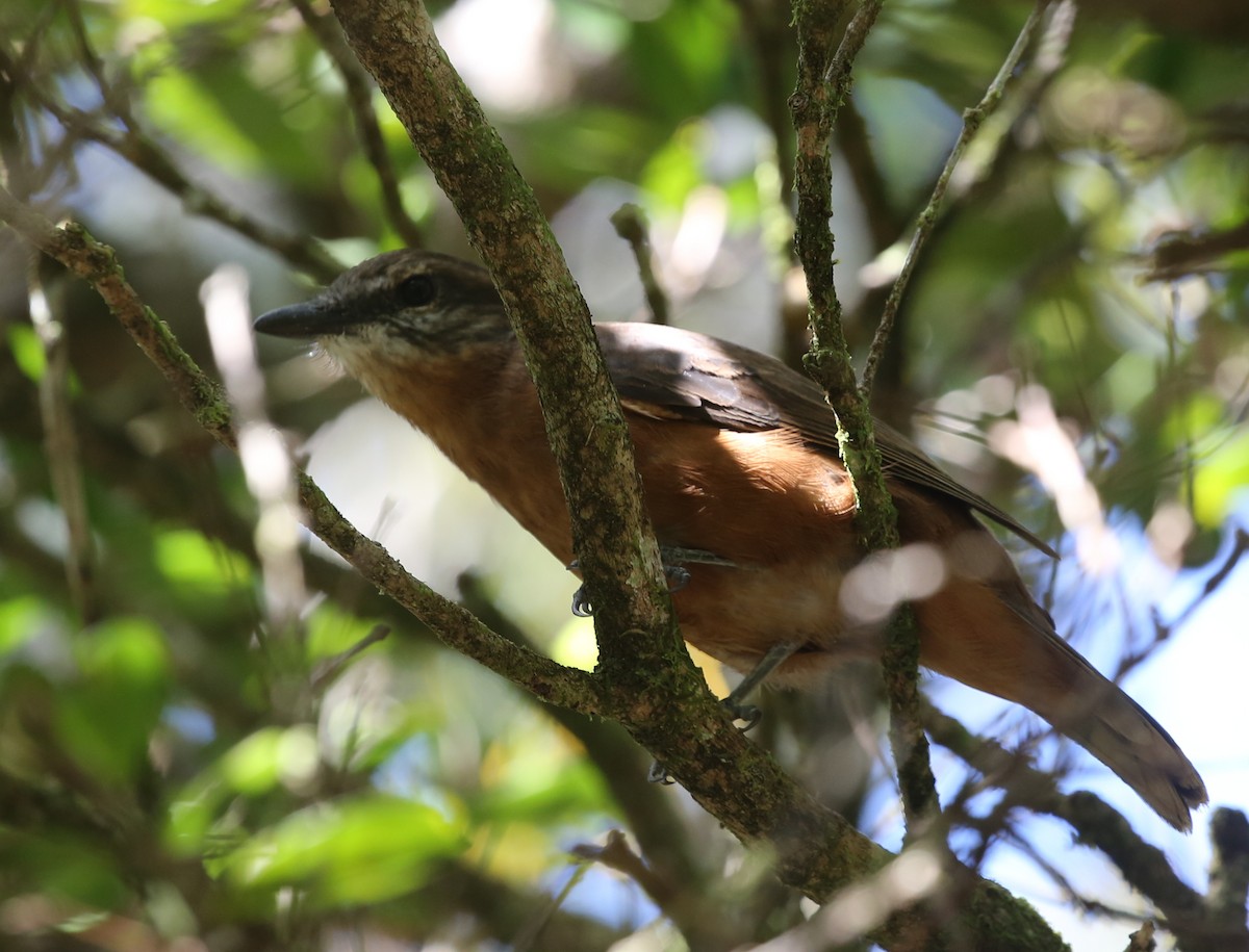 Mauritius Cuckooshrike - Steve James