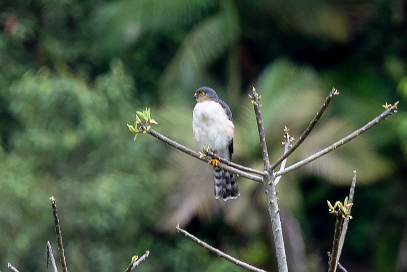 Sharp-shinned Hawk - Arthur Grosset