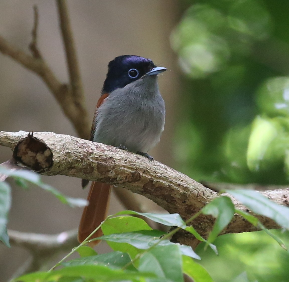 Mascarene Paradise-Flycatcher - Steve James