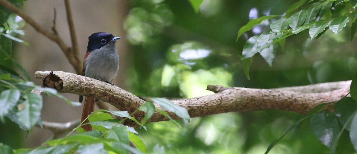 Mascarene Paradise-Flycatcher - ML250863501