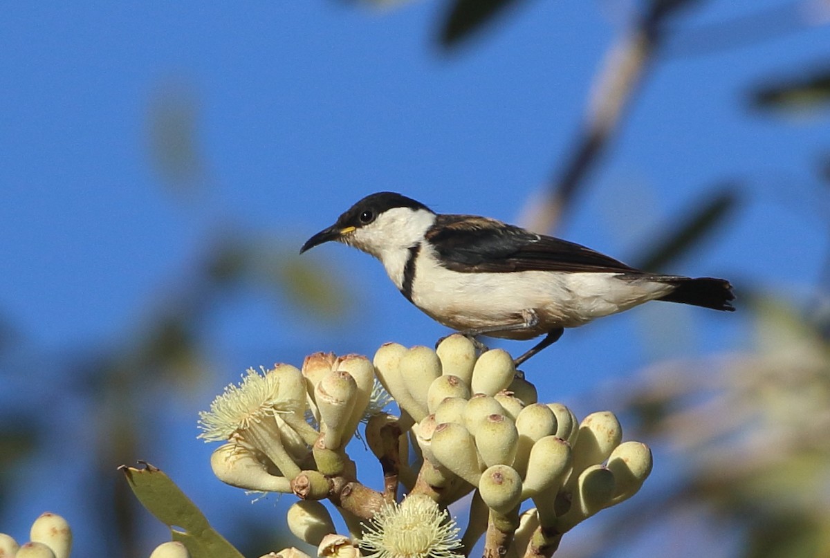 Banded Honeyeater - ML250863911