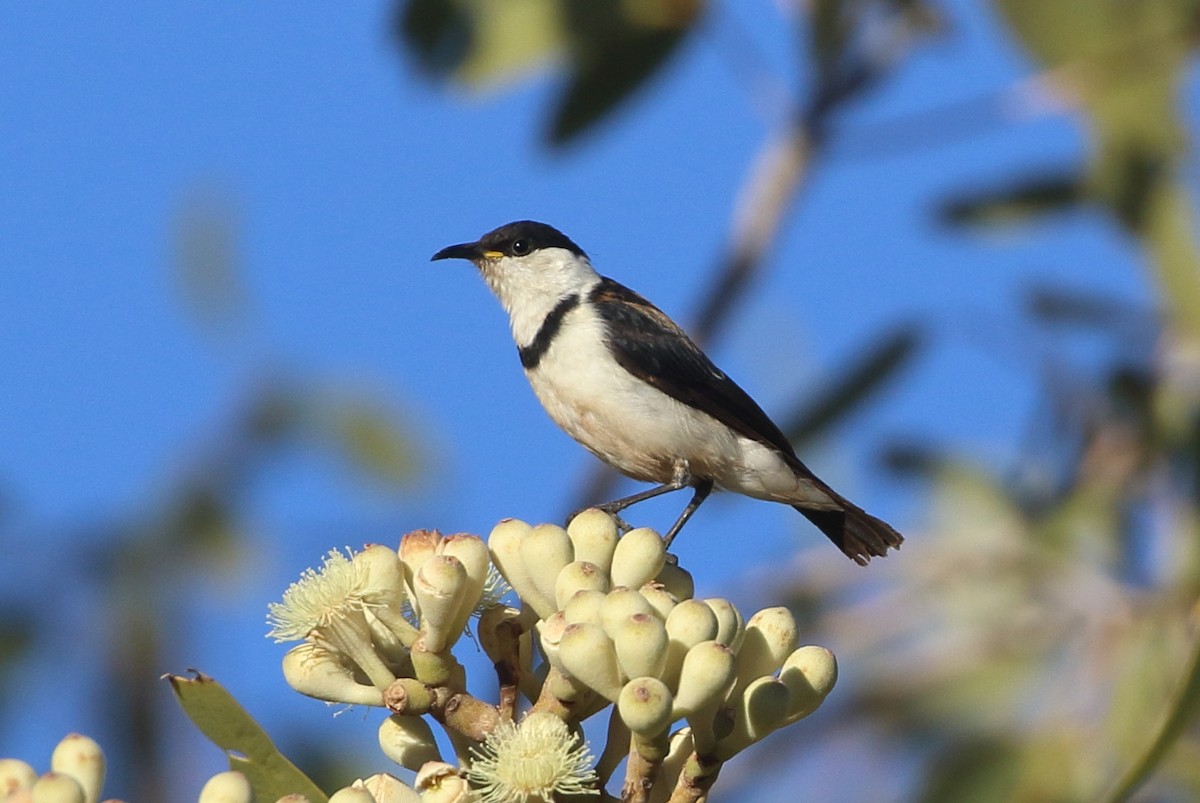 Banded Honeyeater - ML250863921