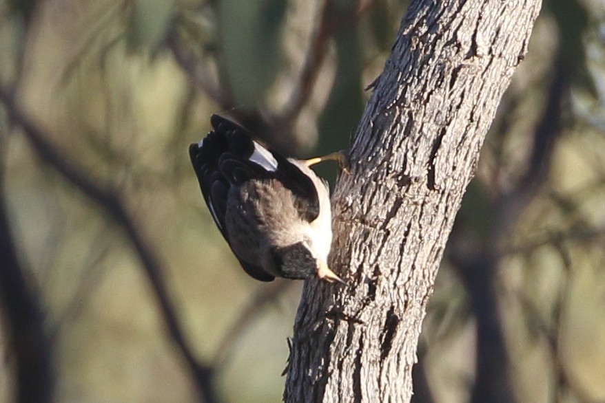 Varied Sittella (White-winged) - Richard Fuller