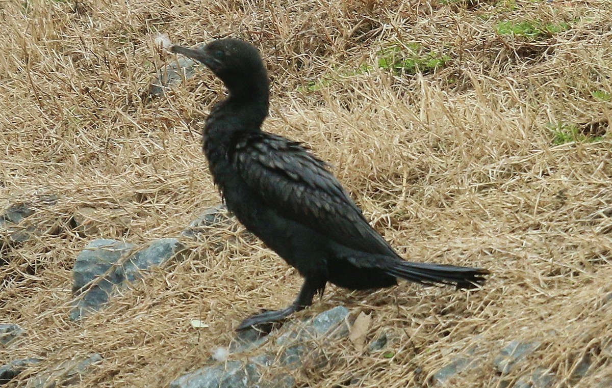 Little Black Cormorant - ML250864181
