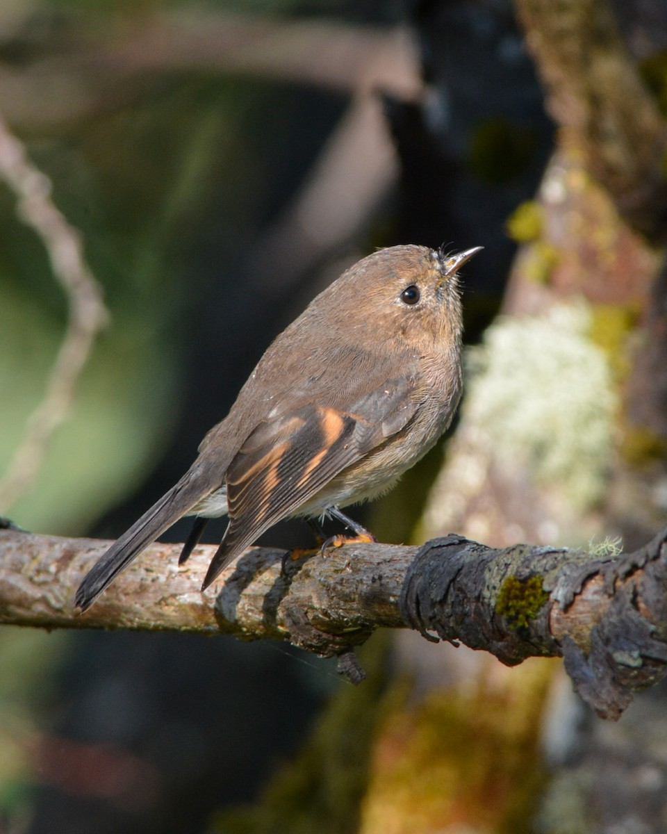 Pink Robin - ML25086621