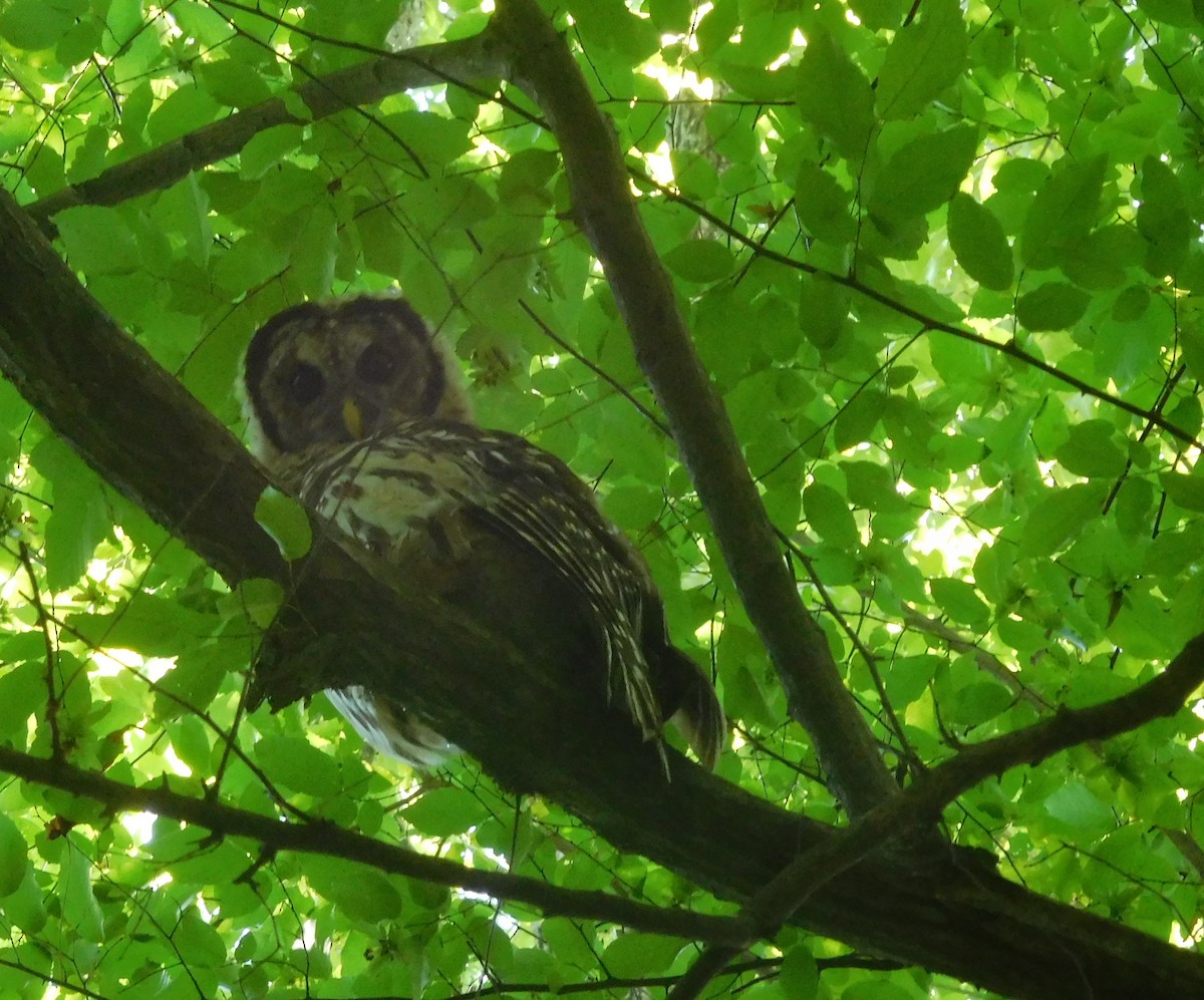 Barred Owl - ML250866421