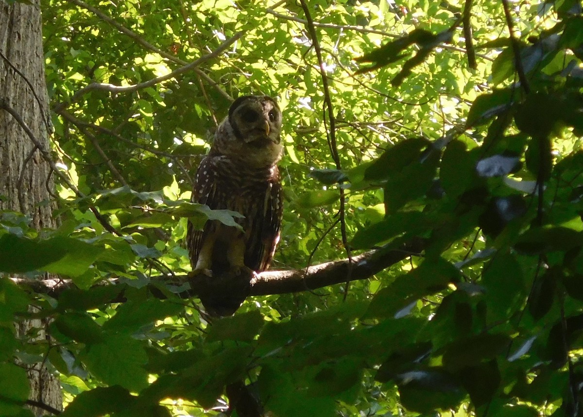 Barred Owl - ML250866501