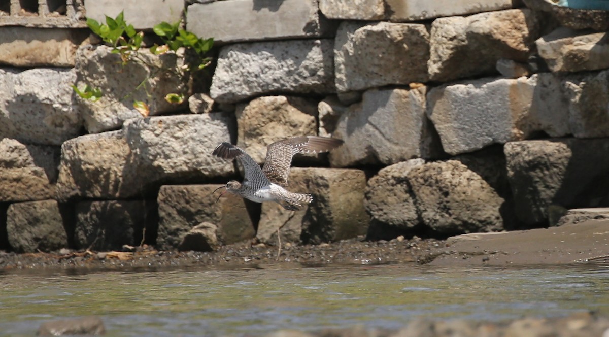 Whimbrel - Steve James