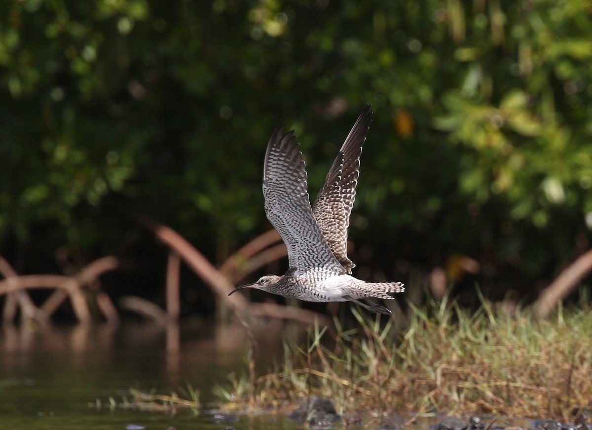 Whimbrel - Steve James