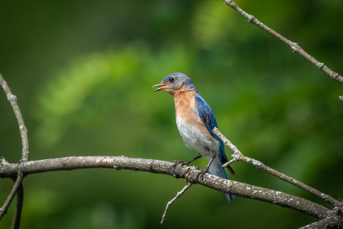 Eastern Bluebird - ML250869441