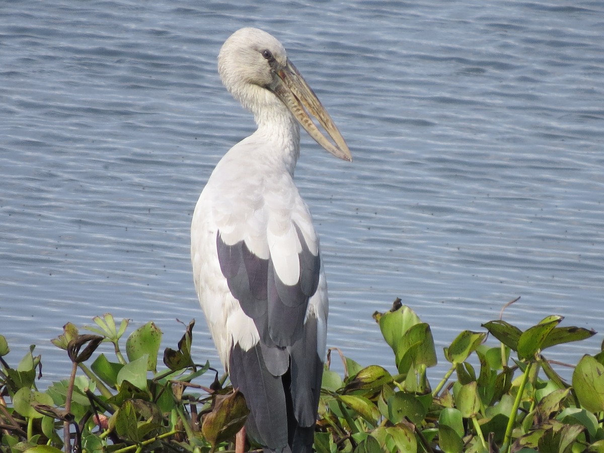 Asian Openbill - ML25086951