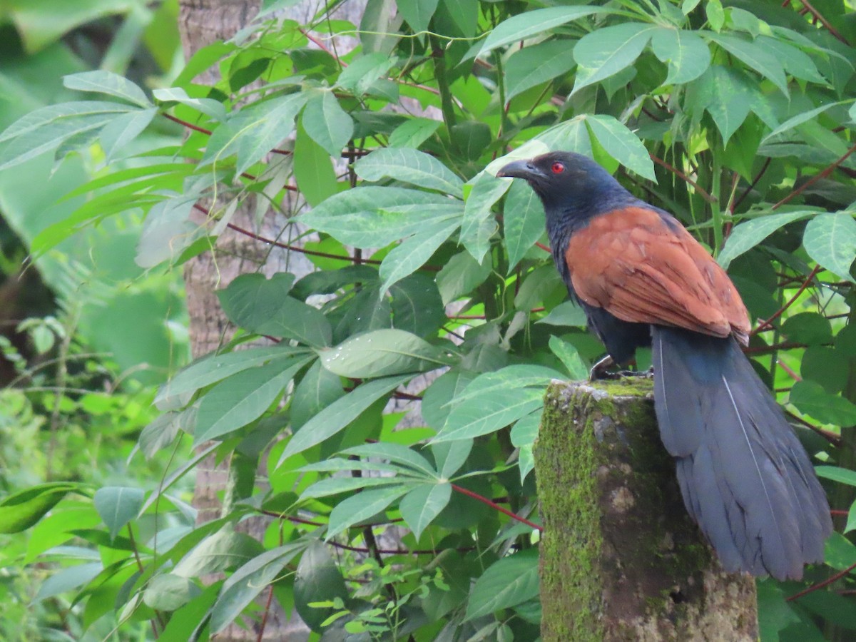 Greater Coucal - ML250870051