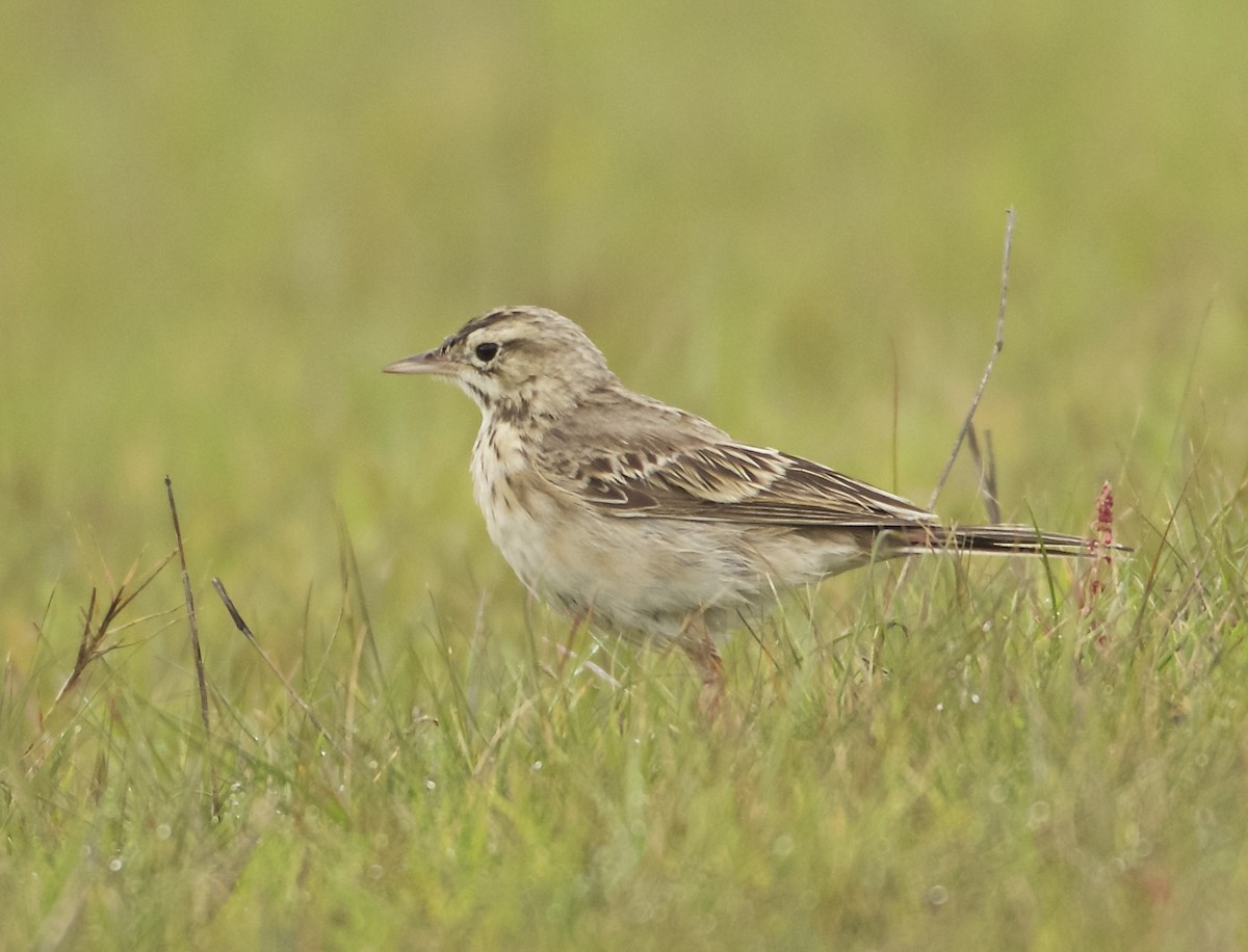 Richard's Pipit - Fredrik  Strom