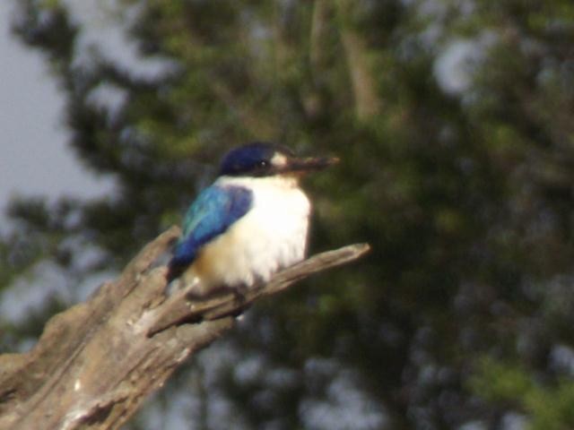 Forest Kingfisher - ML25087601