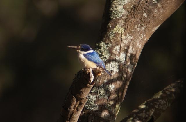 Forest Kingfisher - ML25087641