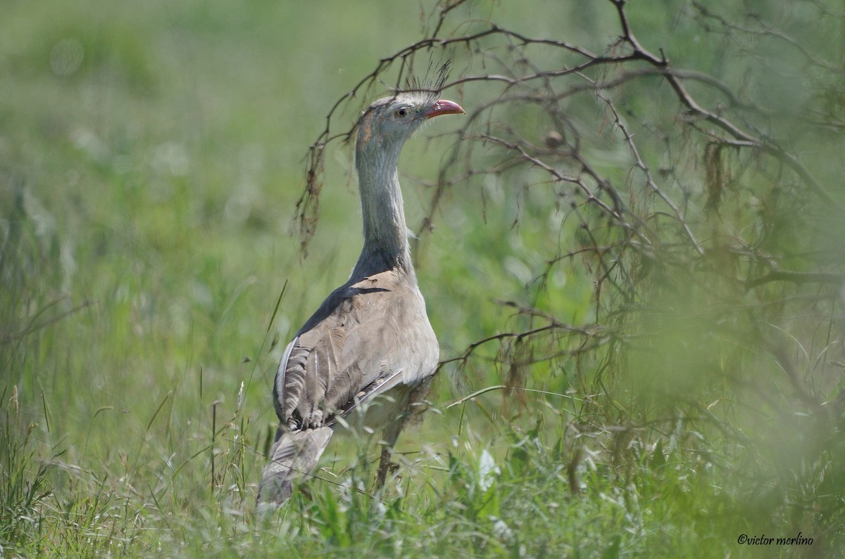 Red-legged Seriema - ML250876821