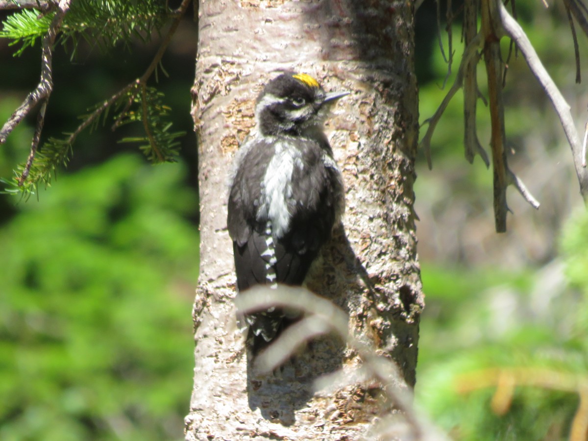 American Three-toed Woodpecker (Rocky Mts.) - Rudy Iles