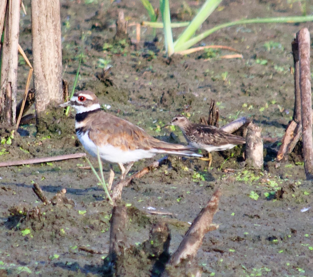 Killdeer - Michael Niven