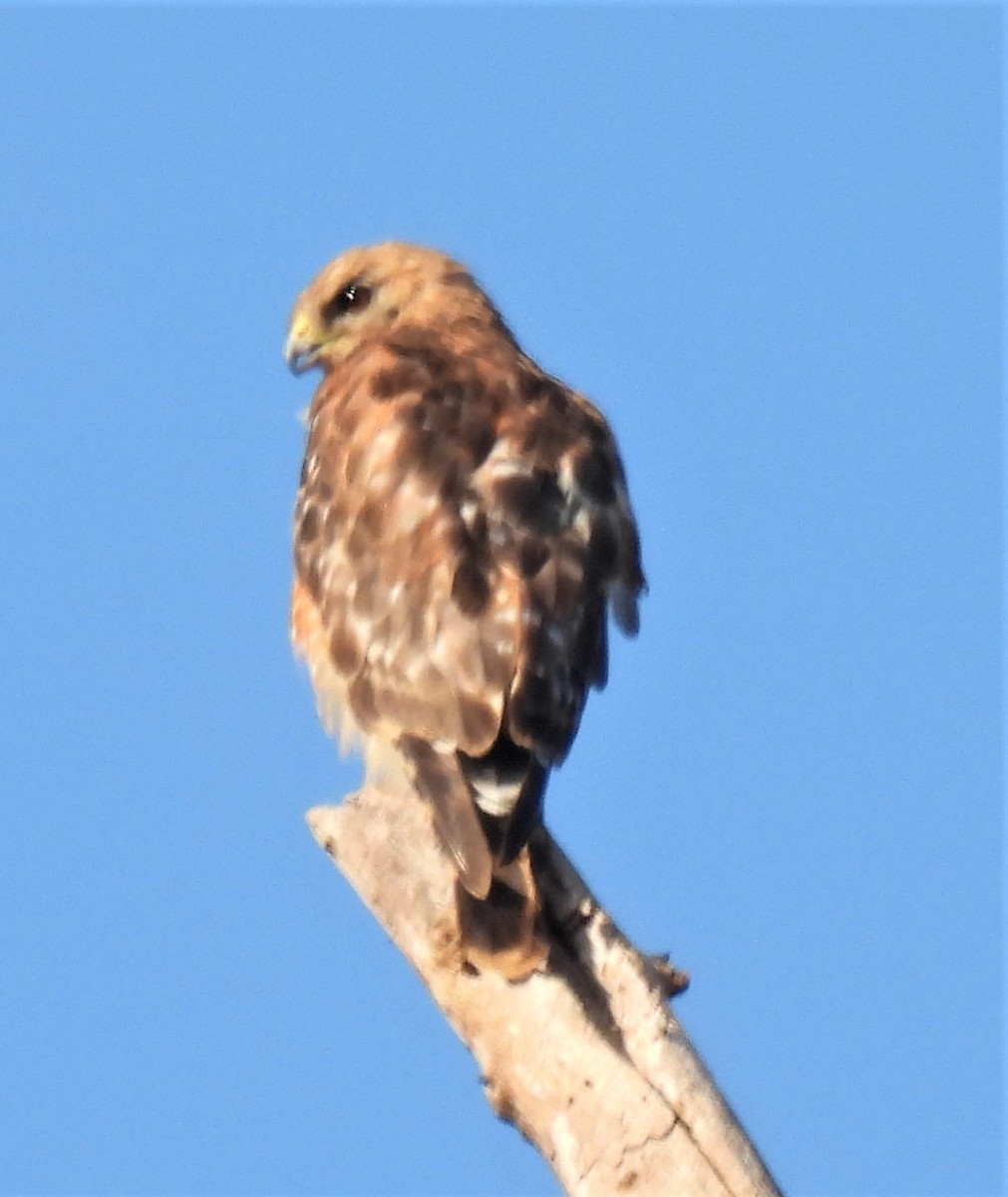 Red-shouldered Hawk - ML250880701