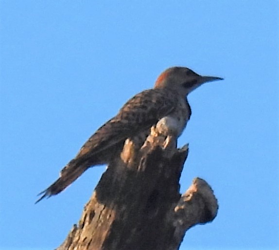 Northern Flicker - ML250880811