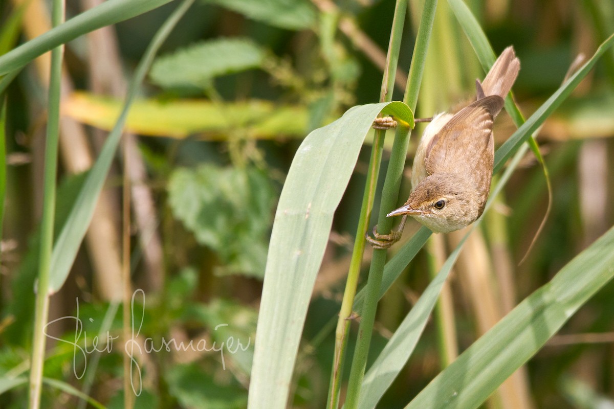 Common Reed Warbler - Piet Grasmaijer