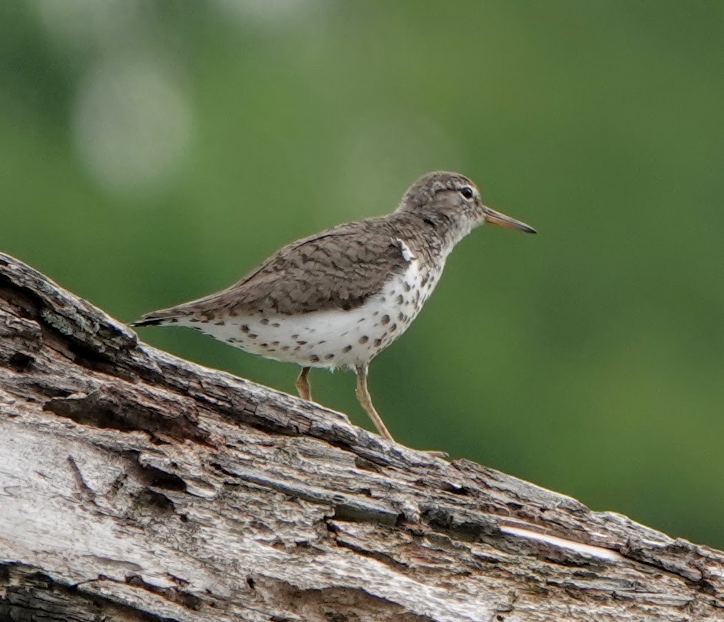 Spotted Sandpiper - Clem Nilan