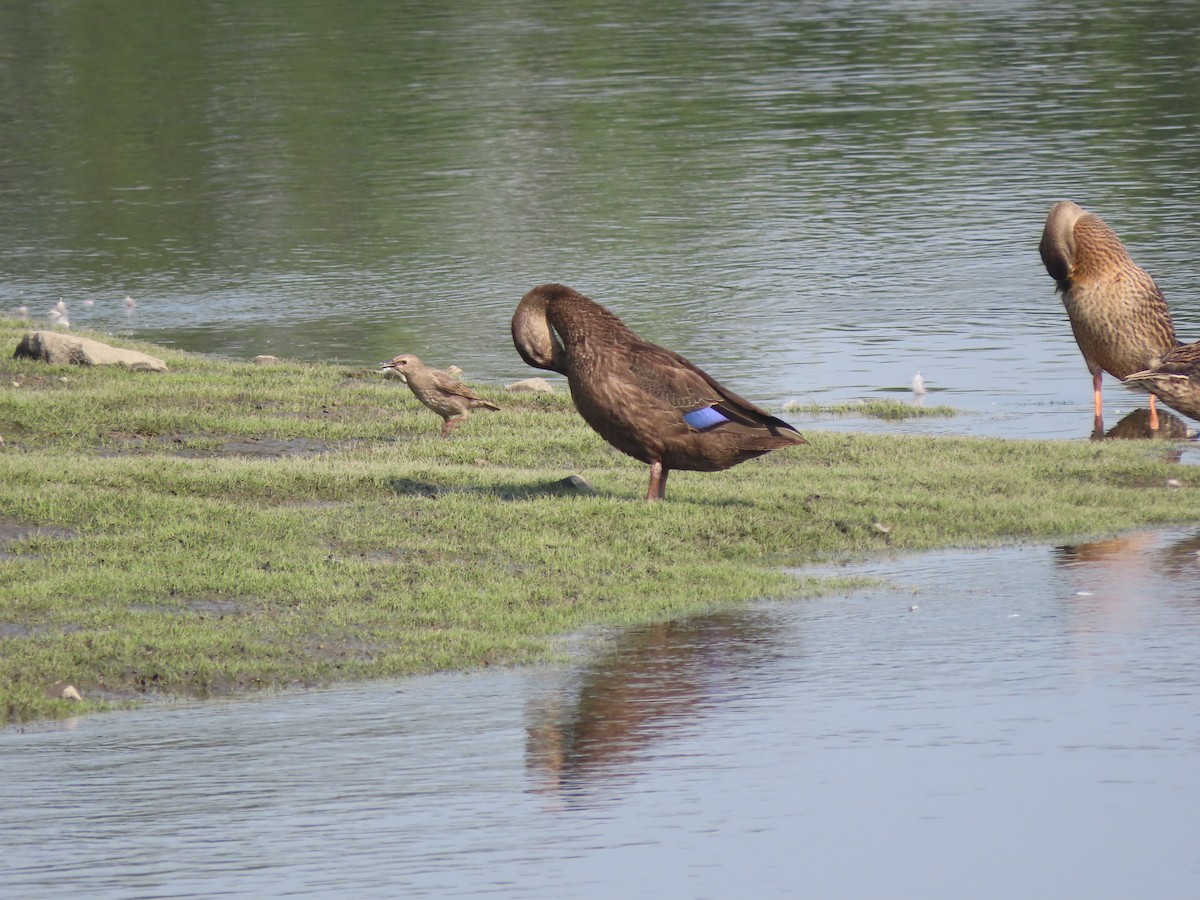 American Black Duck - ML250884191