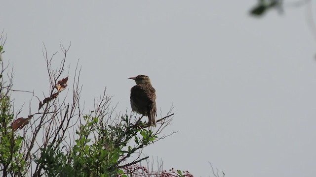 Western Meadowlark - ML250884461