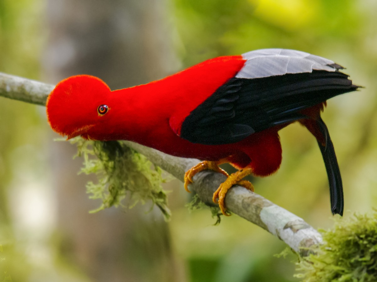 Andean Cock-of-the-rock - Andres Vasquez Noboa