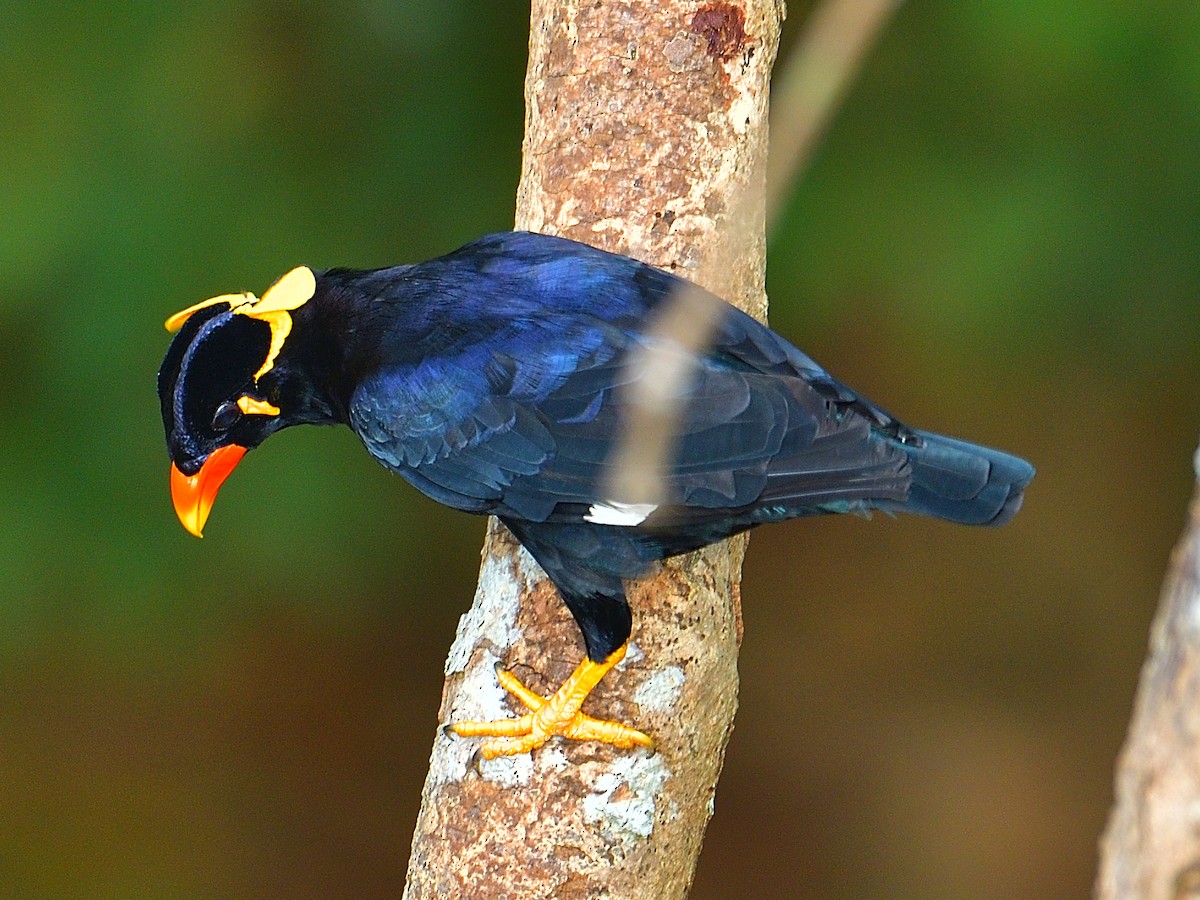 Common Hill Myna - ML250885381