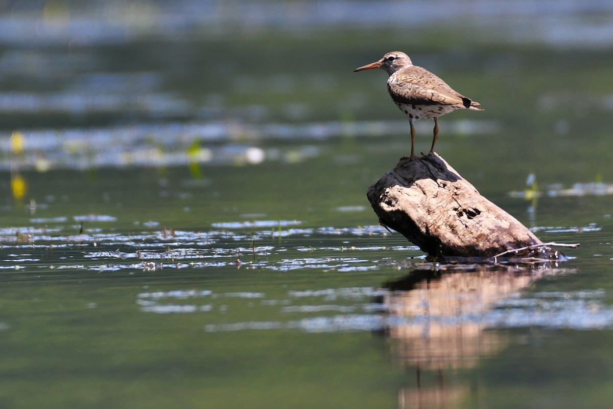 Spotted Sandpiper - Paul Nale