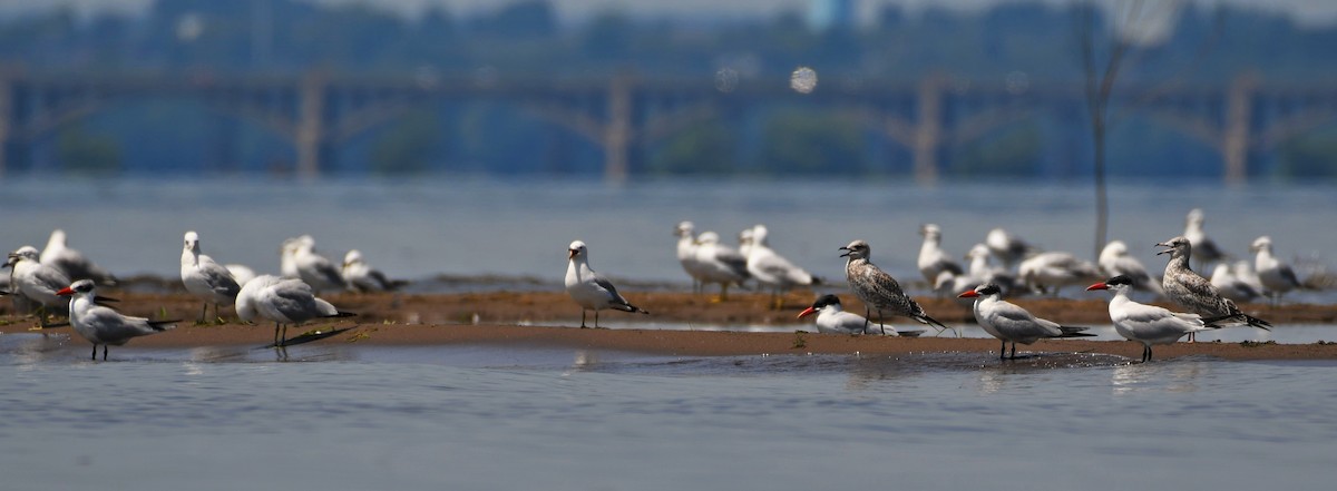 Ring-billed Gull - ML250886221