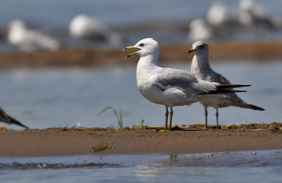 Ring-billed Gull - ML250886261