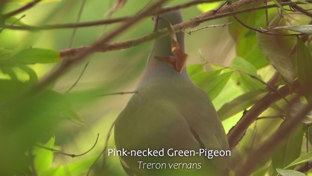 Pink-necked Green-Pigeon - ML250886831