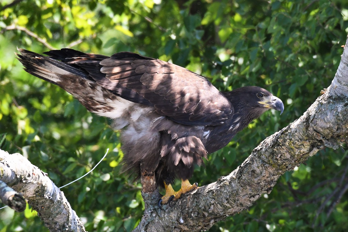 Weißkopf-Seeadler - ML250886841